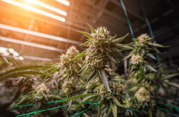 Greenhouse Flower pg